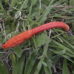 Phallus rubicundus at Illilanga & Baroona - 25 Oct 2020