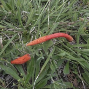 Phallus rubicundus at Illilanga & Baroona - 25 Oct 2020 03:46 PM