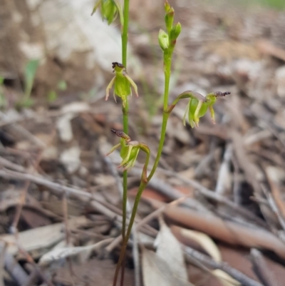 Caleana minor (Small Duck Orchid) at Black Mountain - 7 Nov 2020 by ClubFED