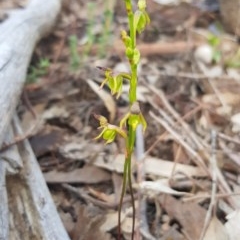 Caleana minor at Downer, ACT - 7 Nov 2020