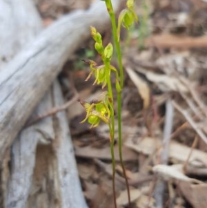 Caleana minor at Downer, ACT - 7 Nov 2020