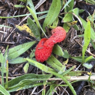 Phallus rubicundus (Phallus rubicundus) at Illilanga & Baroona - 27 Oct 2020 by Illilanga