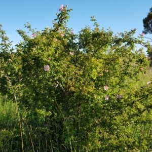 Rosa rubiginosa at Gungahlin, ACT - 14 Nov 2020 06:20 PM