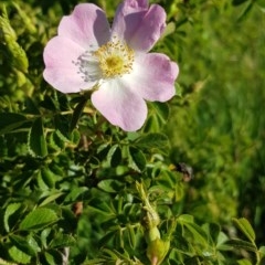 Rosa rubiginosa at Gungahlin, ACT - 14 Nov 2020 06:20 PM