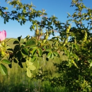 Rosa rubiginosa at Gungahlin, ACT - 14 Nov 2020 06:20 PM