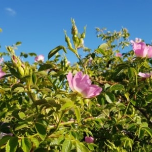 Rosa rubiginosa at Gungahlin, ACT - 14 Nov 2020 06:20 PM