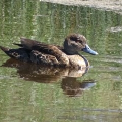 Anas gracilis (Grey Teal) at Callum Brae - 14 Nov 2020 by Mike