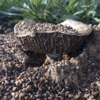 Unidentified Cap on a stem; gills below cap [mushrooms or mushroom-like] at Illilanga & Baroona - 1 Nov 2020 by Illilanga