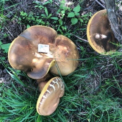 Phlebopus marginatus (Giant Bolete) at Clear Range, NSW - 7 Apr 2020 by Illilanga