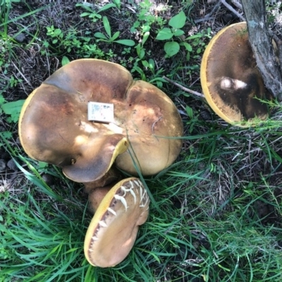 Phlebopus marginatus (Giant Bolete) at Clear Range, NSW - 6 Apr 2020 by Illilanga