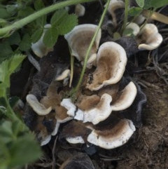 zz Polypore (shelf/hoof-like) at Illilanga & Baroona - 22 Oct 2020 by Illilanga