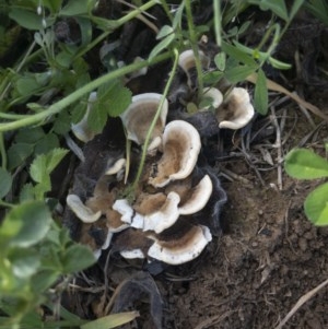 zz Polypore (shelf/hoof-like) at Illilanga & Baroona - 22 Oct 2020 04:34 PM