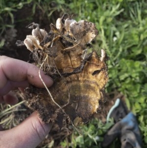 zz Polypore (shelf/hoof-like) at Illilanga & Baroona - 22 Oct 2020