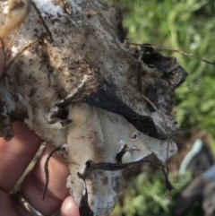 zz Polypore (shelf/hoof-like) at Illilanga & Baroona - 22 Oct 2020