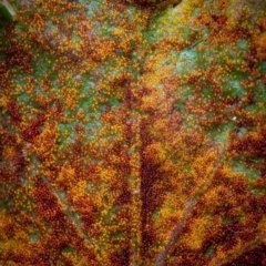 zz rusts, leaf spots, at Molonglo Valley, ACT - 16 Nov 2020 by Boagshoags