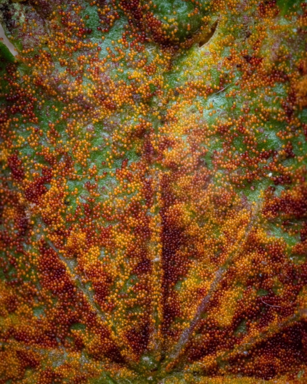 zz rusts, leaf spots, at suppressed - 16 Nov 2020
