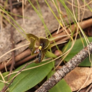 Chiloglottis valida at Cotter River, ACT - 15 Nov 2020