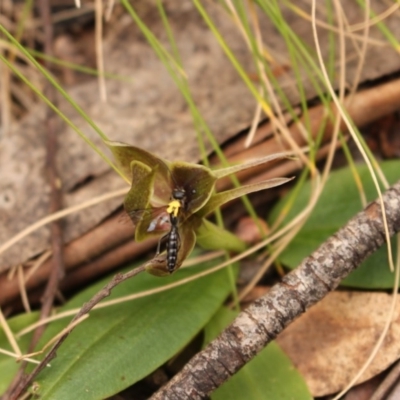 Chiloglottis valida (Large Bird Orchid) at Cotter River, ACT - 15 Nov 2020 by Sarah2019