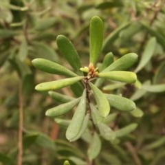 Persoonia subvelutina (Velvety Geebung) at Cotter River, ACT - 15 Nov 2020 by Sarah2019