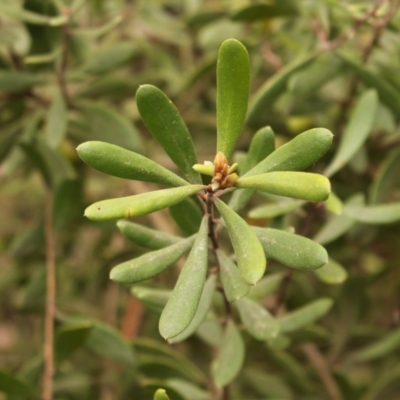 Persoonia subvelutina (Velvety Geebung) at Cotter River, ACT - 15 Nov 2020 by Sarah2019