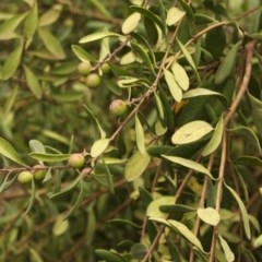 Persoonia subvelutina at Cotter River, ACT - suppressed