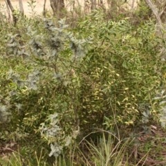 Persoonia subvelutina at Cotter River, ACT - suppressed