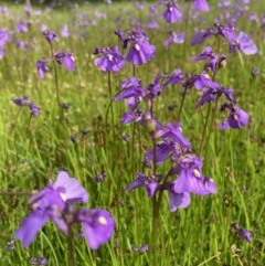 Utricularia dichotoma (Fairy Aprons, Purple Bladderwort) at Kowen, ACT - 12 Nov 2020 by Komidar