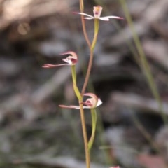 Caladenia moschata (Musky Caps) at Uriarra, NSW - 15 Nov 2020 by Sarah2019