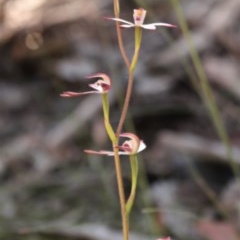 Caladenia moschata (Musky Caps) at Brindabella National Park - 15 Nov 2020 by Sarah2019