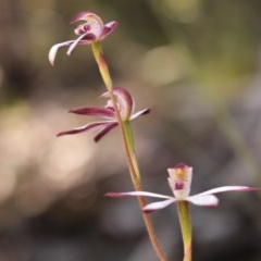Caladenia moschata at Uriarra, NSW - 15 Nov 2020