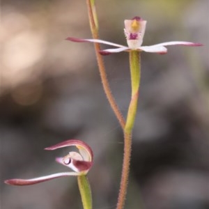 Caladenia moschata at Uriarra, NSW - 15 Nov 2020