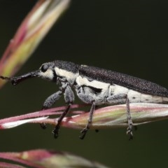 Rhinotia sp. in brunnea-group (A belid weevil) at ANBG - 11 Nov 2020 by TimL