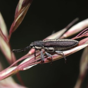 Rhinotia sp. in brunnea-group at Downer, ACT - 11 Nov 2020