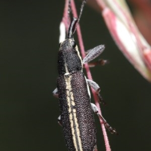 Rhinotia sp. in brunnea-group at Downer, ACT - 11 Nov 2020 11:25 AM