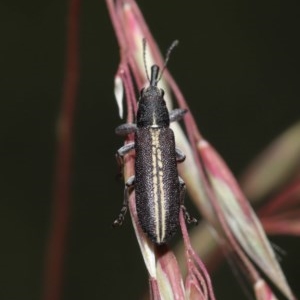 Rhinotia sp. in brunnea-group at Downer, ACT - 11 Nov 2020 11:25 AM