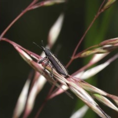 Rhinotia sp. in brunnea-group at Downer, ACT - 11 Nov 2020