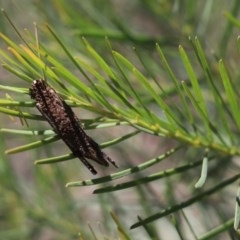 Psychidae (family) IMMATURE (Unidentified case moth or bagworm) at Cook, ACT - 15 Nov 2020 by Tammy