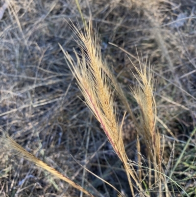 Vulpia bromoides (Squirrel-tail Fescue, Hair Grass) at Hughes, ACT - 15 Nov 2020 by KL