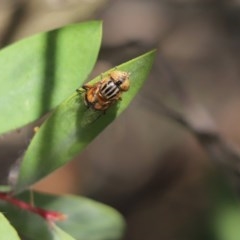 Eristalinus punctulatus (Golden Native Drone Fly) at Cook, ACT - 16 Nov 2020 by Tammy