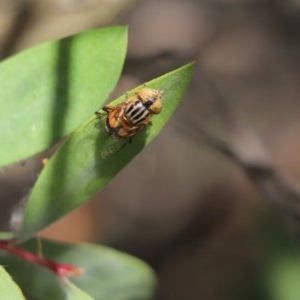 Eristalinus punctulatus at Cook, ACT - 16 Nov 2020