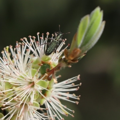 Eleale aspera (Clerid beetle) at Cook, ACT - 16 Nov 2020 by Tammy