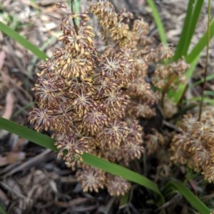 Lomandra multiflora at Hughes, ACT - 16 Nov 2020