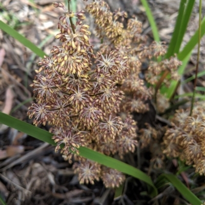 Lomandra multiflora (Many-flowered Matrush) at Hughes, ACT - 16 Nov 2020 by JackyF