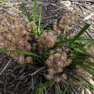 Lomandra multiflora at Hughes, ACT - 16 Nov 2020 10:50 AM