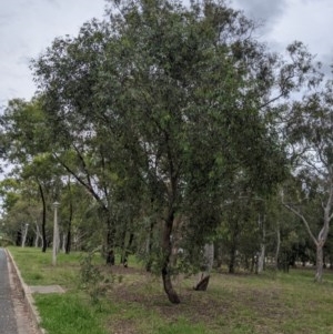 Eucalyptus dives at Higgins, ACT - 16 Nov 2020 06:21 PM