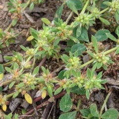 Paronychia brasiliana (Brazilian Whitlow) at Higgins Woodland - 16 Nov 2020 by MattM