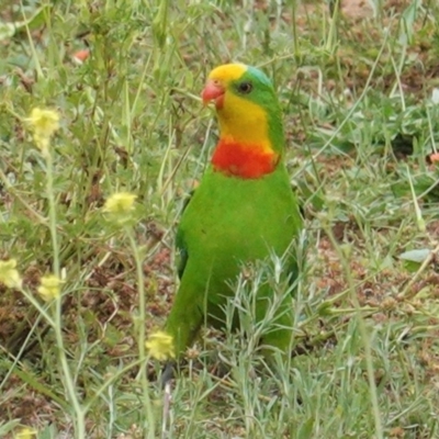 Polytelis swainsonii (Superb Parrot) at Hughes, ACT - 16 Nov 2020 by JackyF