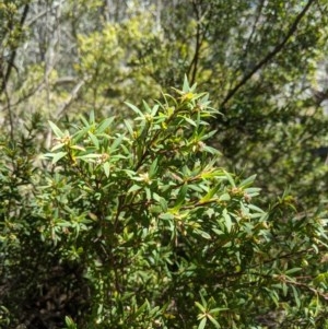 Leucopogon gelidus at Cotter River, ACT - 8 Nov 2020 11:46 AM