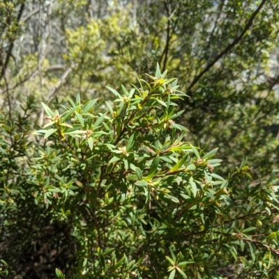 Leucopogon gelidus at Cotter River, ACT - 8 Nov 2020 by MattM