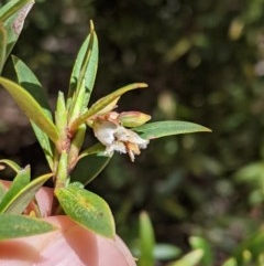 Leucopogon gelidus at Cotter River, ACT - 8 Nov 2020